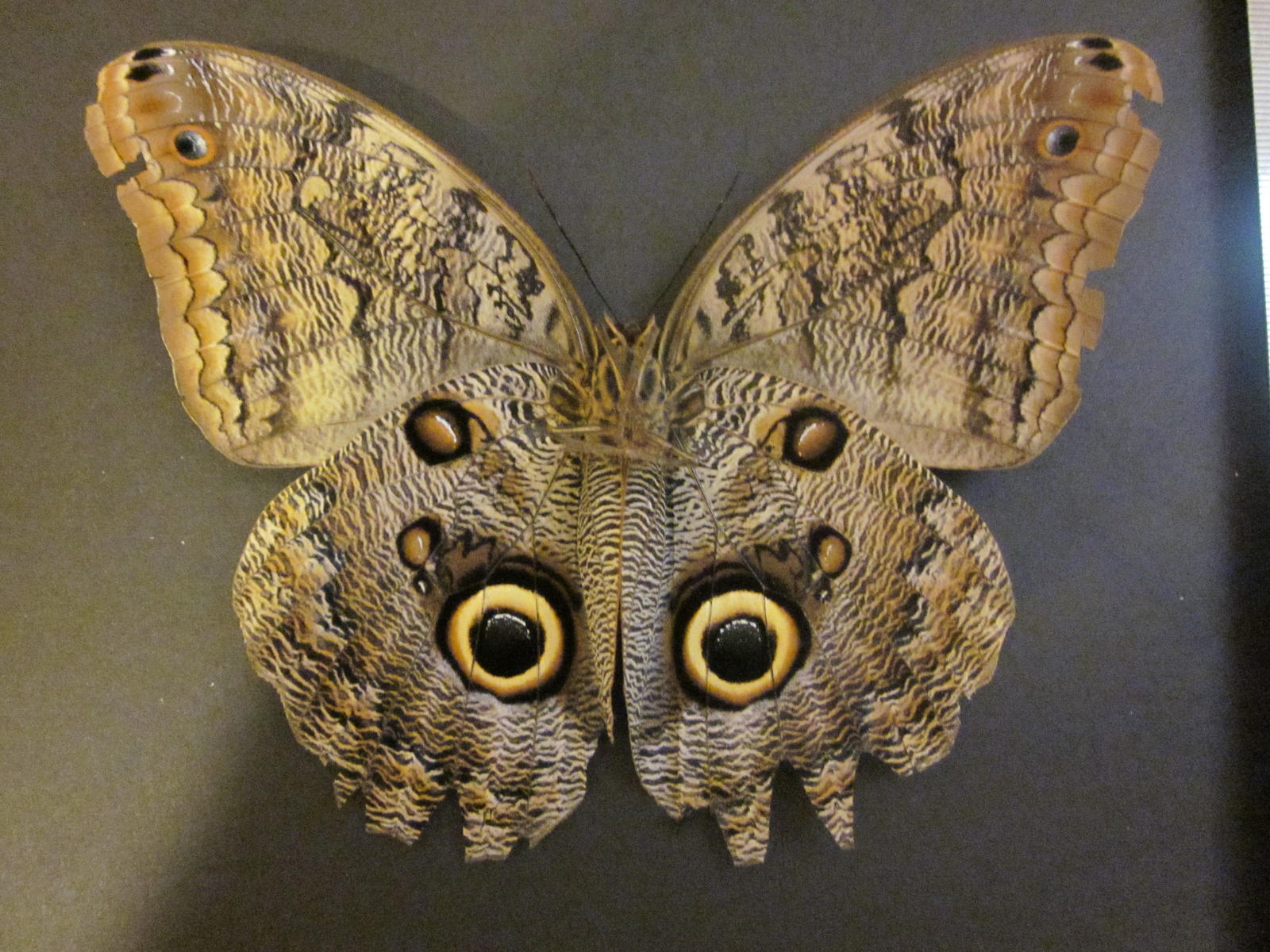 Owl Butterfly Spread Ventral View By Death pengwin On DeviantArt owl-butterfly-spread-ventral-view-by-death-pengwin-on-deviantart