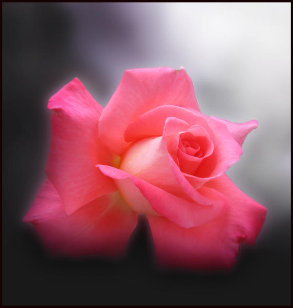 Pink Rose III