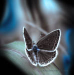 Chocolate Butterfly Blue by Callu