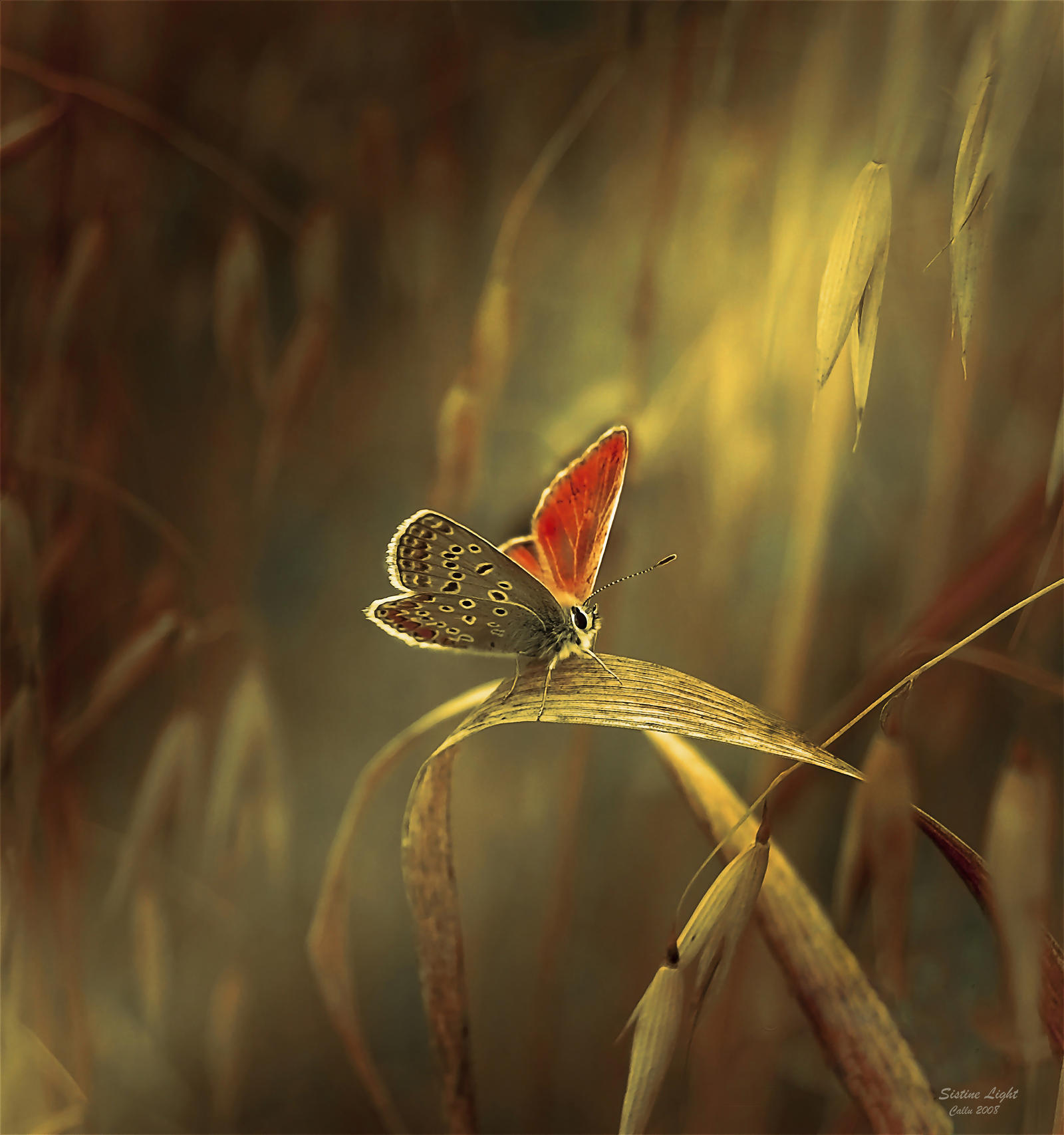 Sistine Light by Callu on DeviantArt