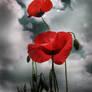 Poppies IV