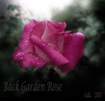 Back Garden Rose by Callu