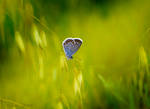Blue Garden Jewel by Callu