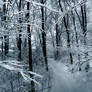 Winter in the Forest II