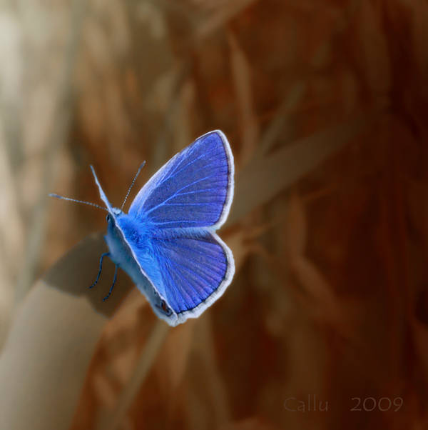 Blue Version II by Callu