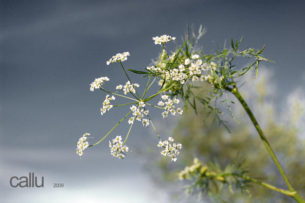 Simple III by Callu