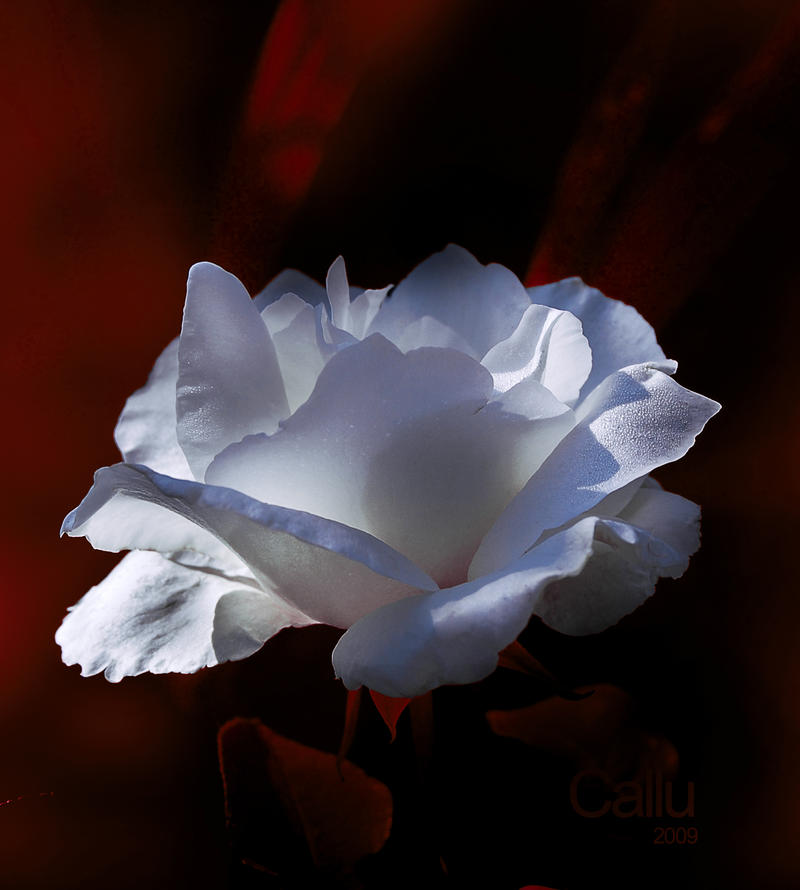 Gentle Touch II by Callu