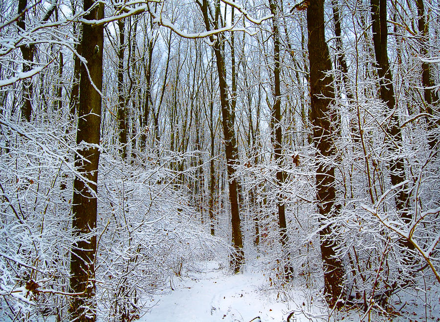 The Happy Forest