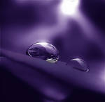 Purple by Callu