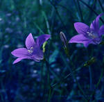 Blue Bells III by Callu