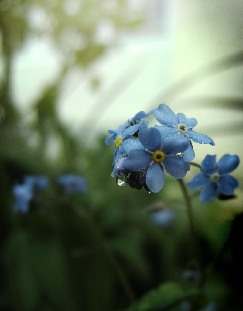 Forget Me Not Green