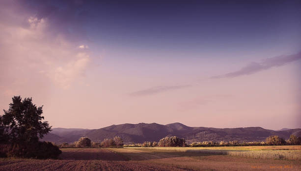 Early Summer Afternoon