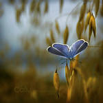 Blue 2012 by Callu