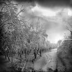 Winter Gloom by Callu