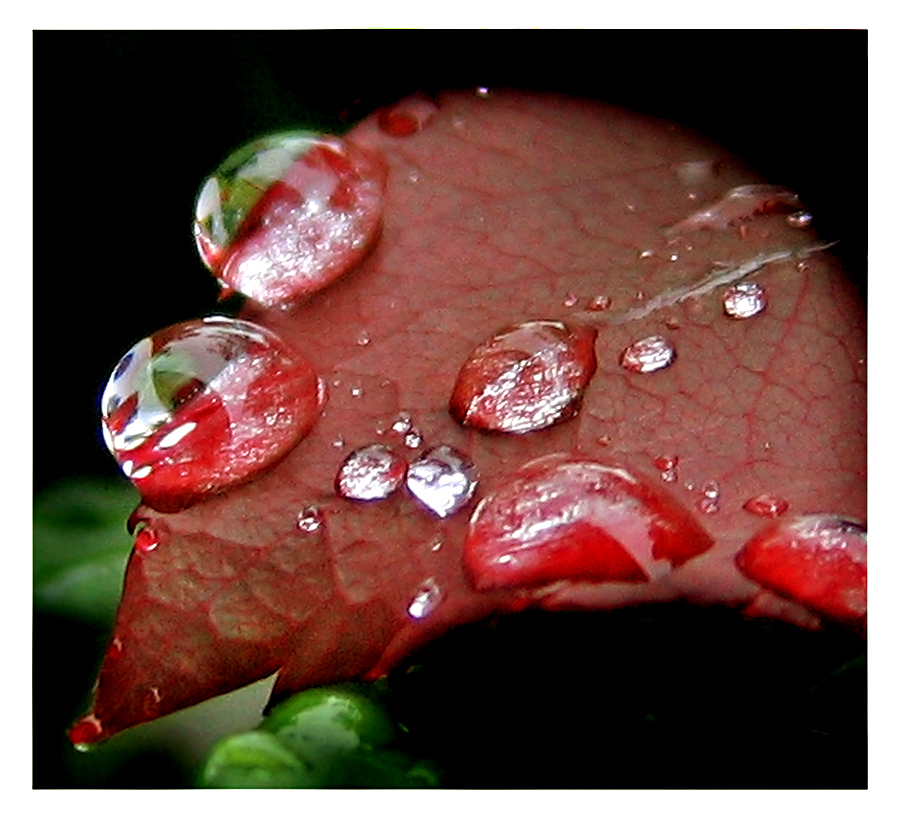 Red Reflection