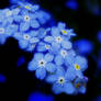 Forget Me Not II