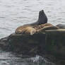 Seals laying on the rock