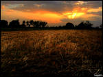 Wheat Fields by Rameez-K