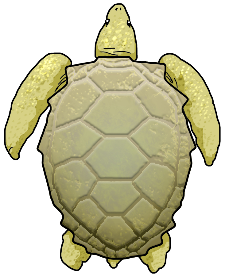 Sea Turtle - OHANA