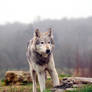 North American Wolf 1