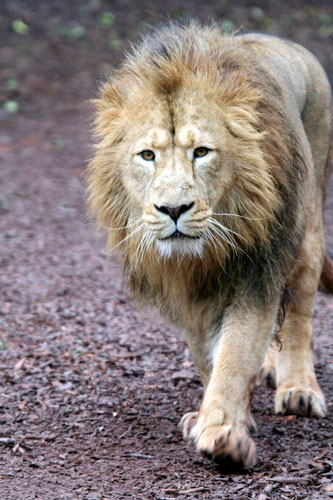 African Lion