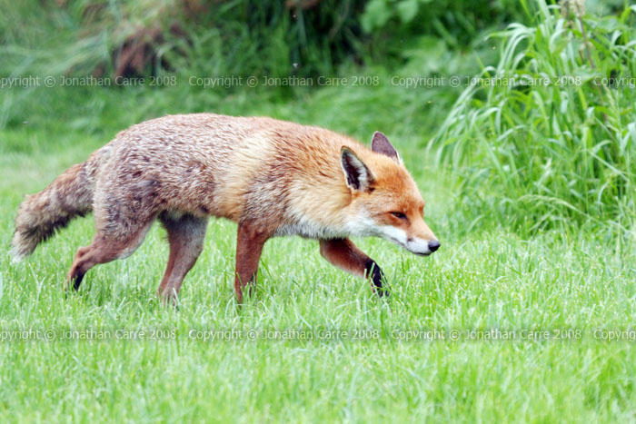 Wily Fox (@Wily_Fox_91) / X