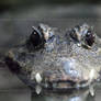 Dwarf crocodile portrait