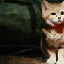 Sand cat