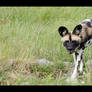 Running wild dog