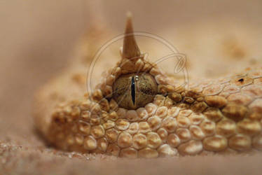 Sahara horned viper detail