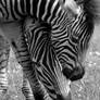 Stripy foal