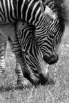 Stripy foal by InsaneGelfling