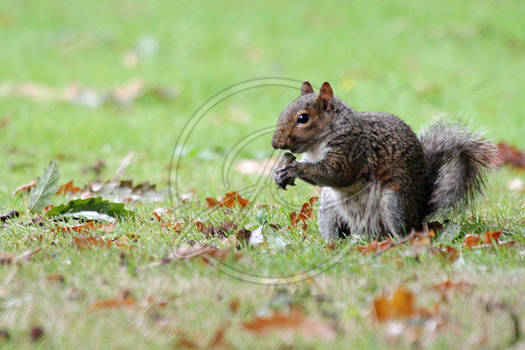 Squirrel 2