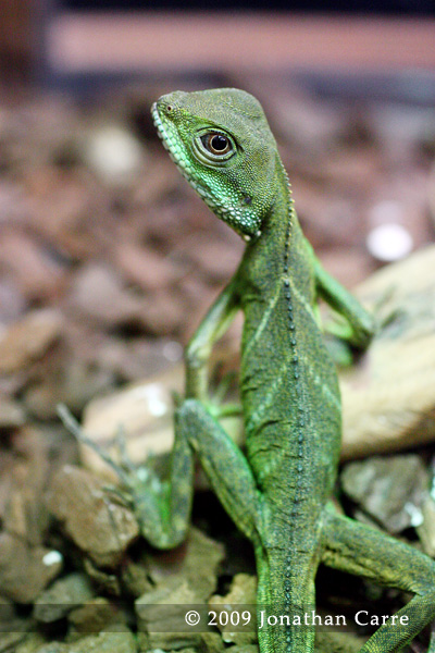 Oriental Water Dragon