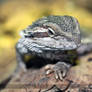 Bearded Dragon