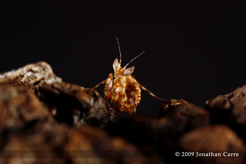 Indian Flower Mantis nymph