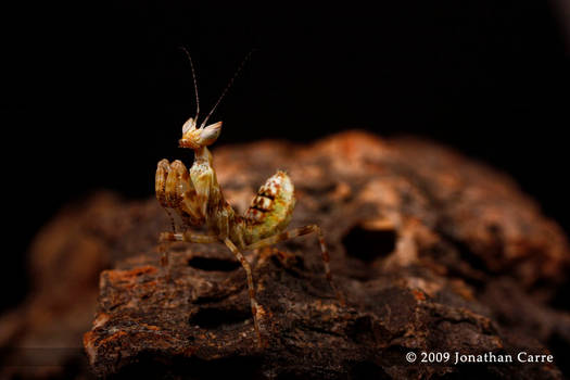 Creobroter pictipennis nymph 5