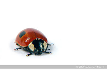 Ladybird 3