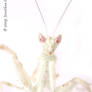 Adult flower mantis 3