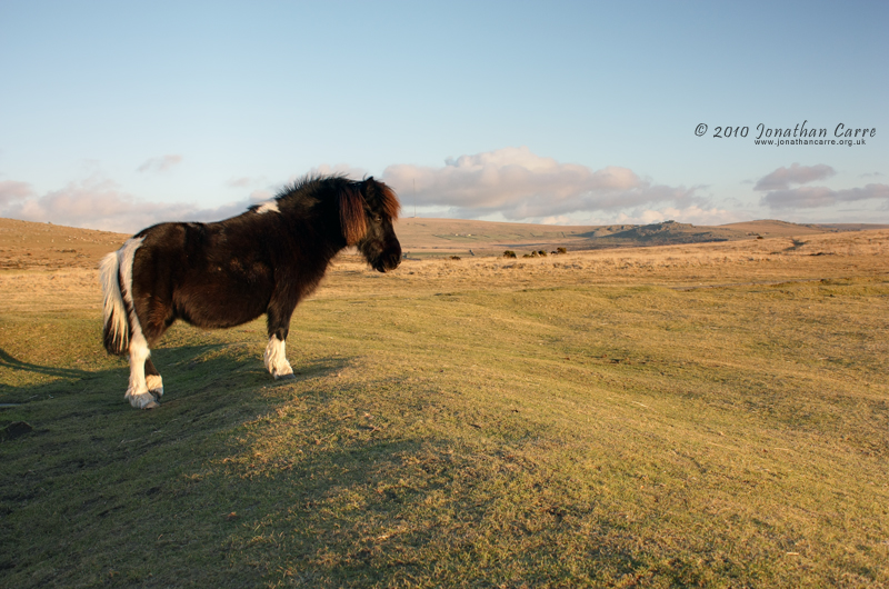 240110 Dartmoor Pony