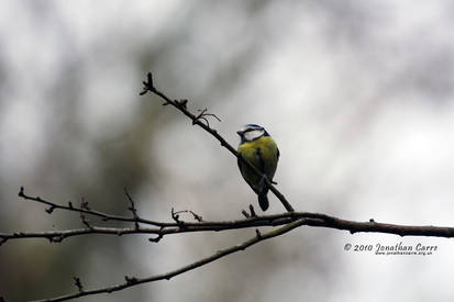 180210 Blue Tit 2