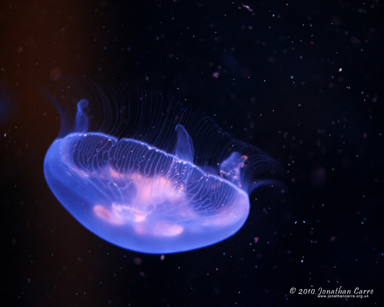 200310 Moon Jelly