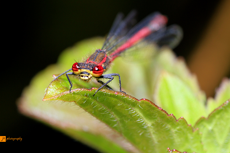 260610 Large Red 3