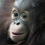 110810 Infant Orangutan 1