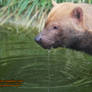 090810 Bush Dog 1