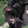 110810 Bush Dogs 3