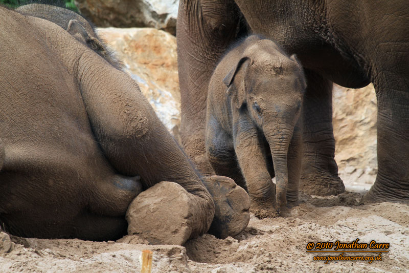 110810 Asian Elephants 2