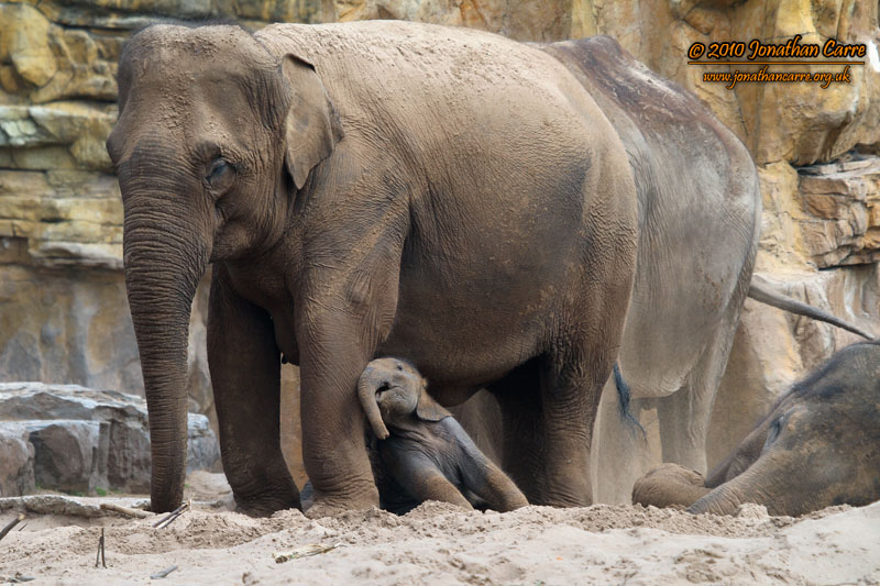 110810 Asian Elephants 3