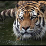 Wading Amur Tiger no.3