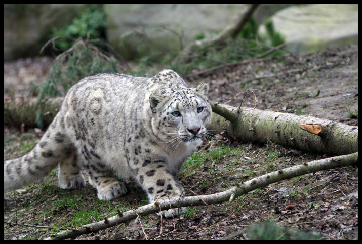 Stalking Snow Leopard no.1